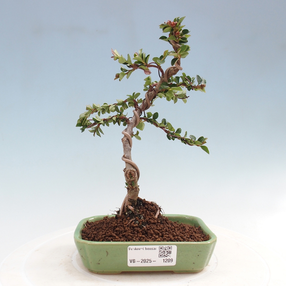 Plenerowe bonsai - Irga pozioma - Drzewo skalne