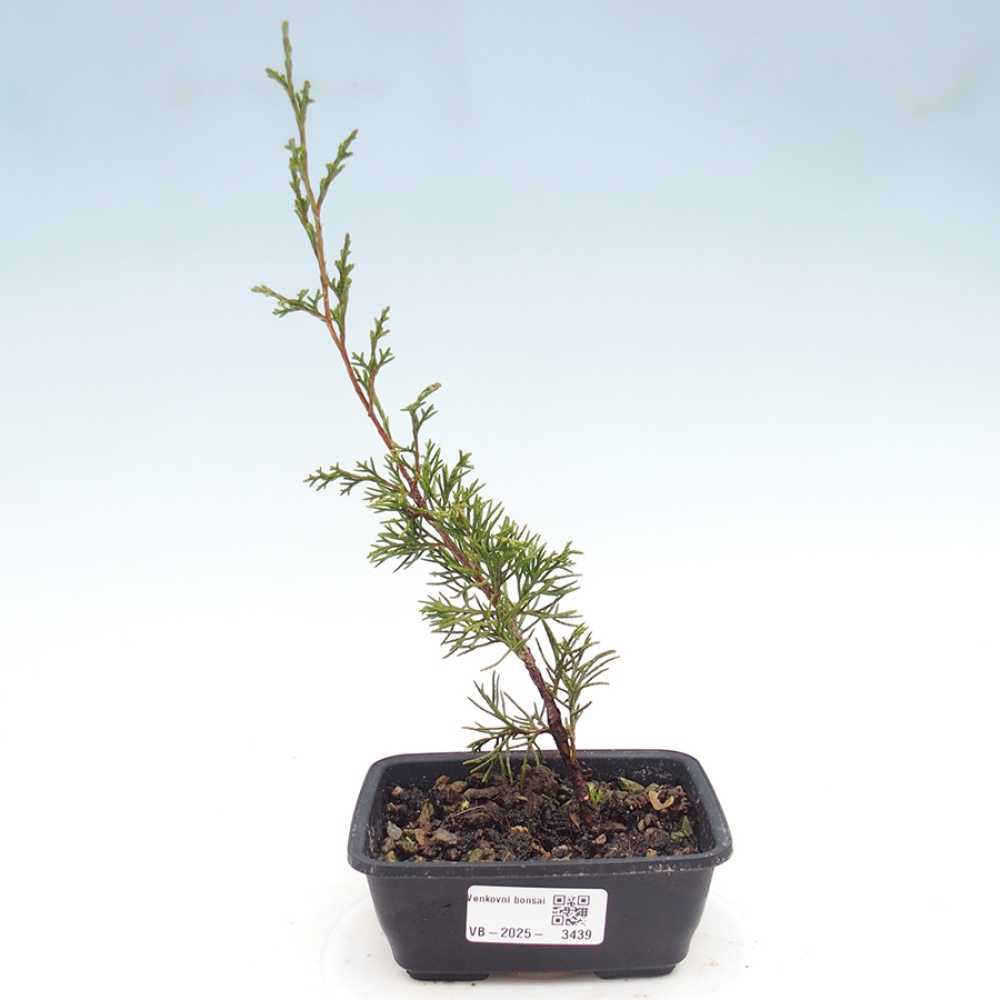 Outdoor bonsai - Juniperus chinensis Itoigawa