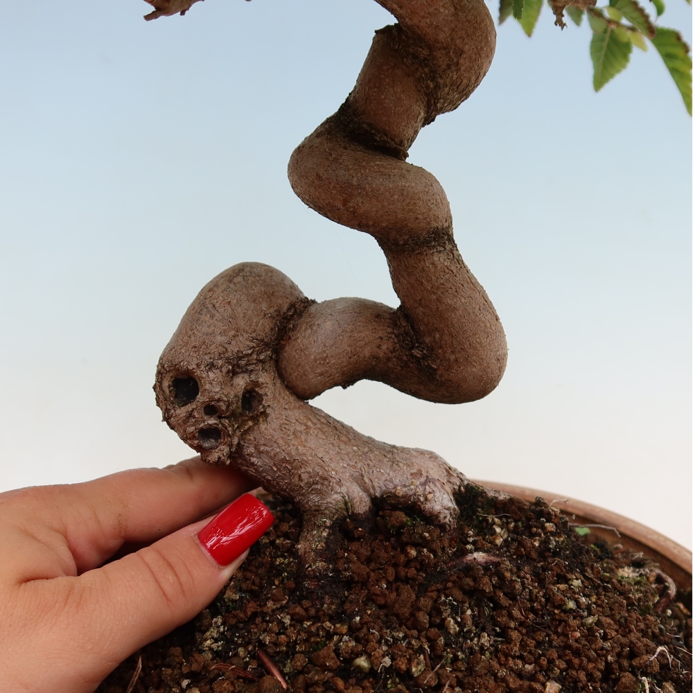 Outdoor bonsai - Carpinus coreana - grab koreański
