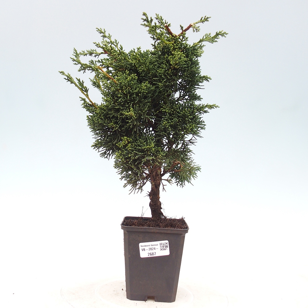 Outdoor bonsai - Juniperus chinensis Kishu - chiński jałowiec