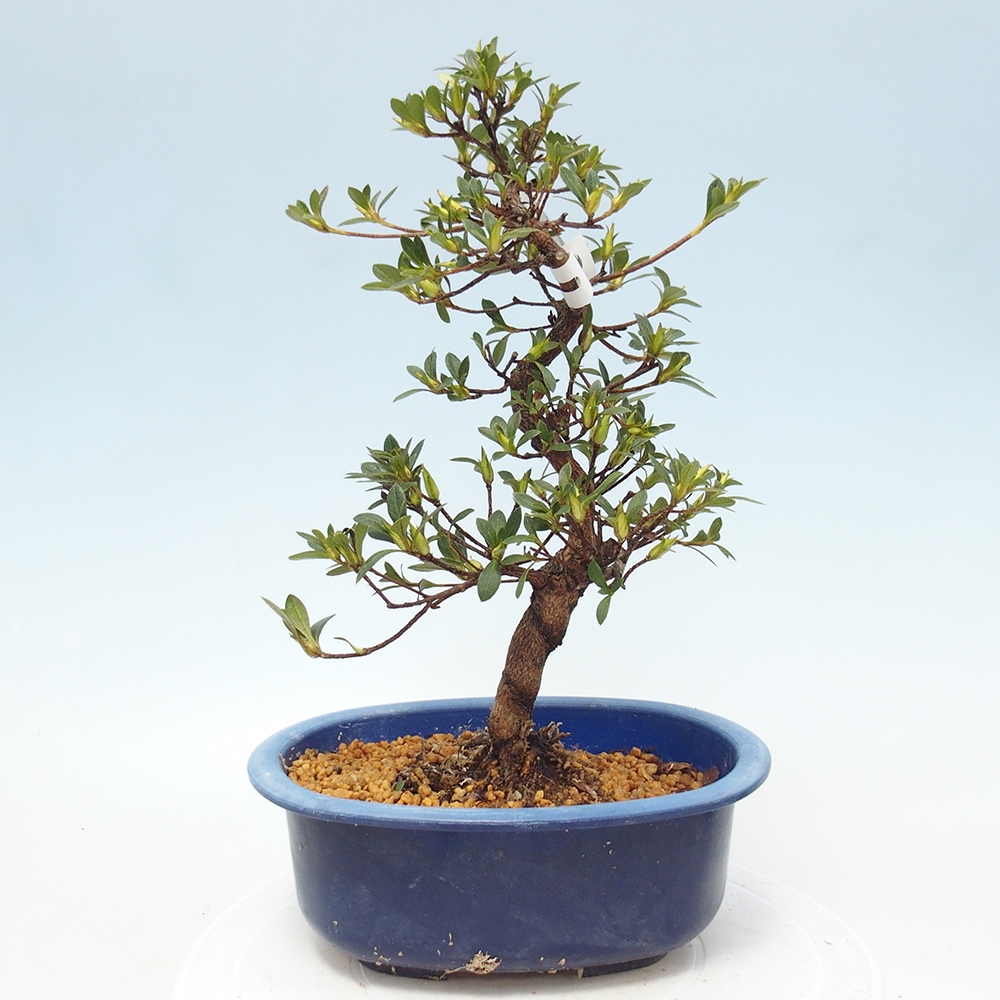 Bonsai zewnętrzne - Azalia japońska - Azalia Hand