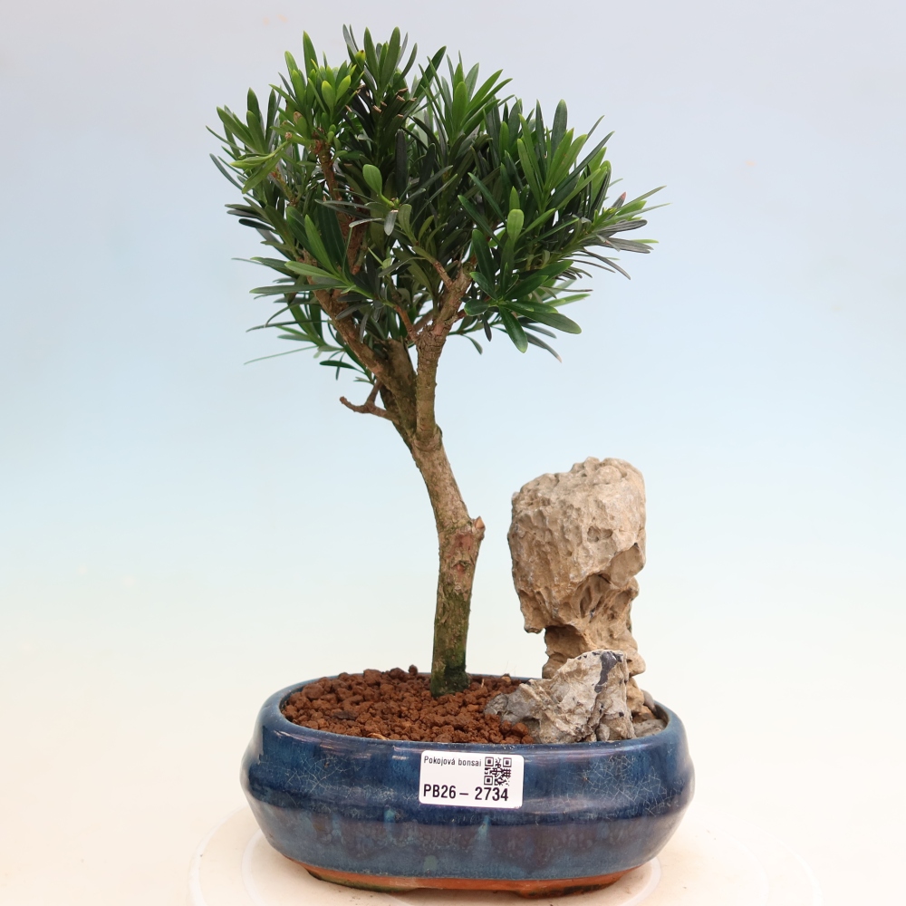 Pokój bonsai - Podocarpus - Kamienny cis