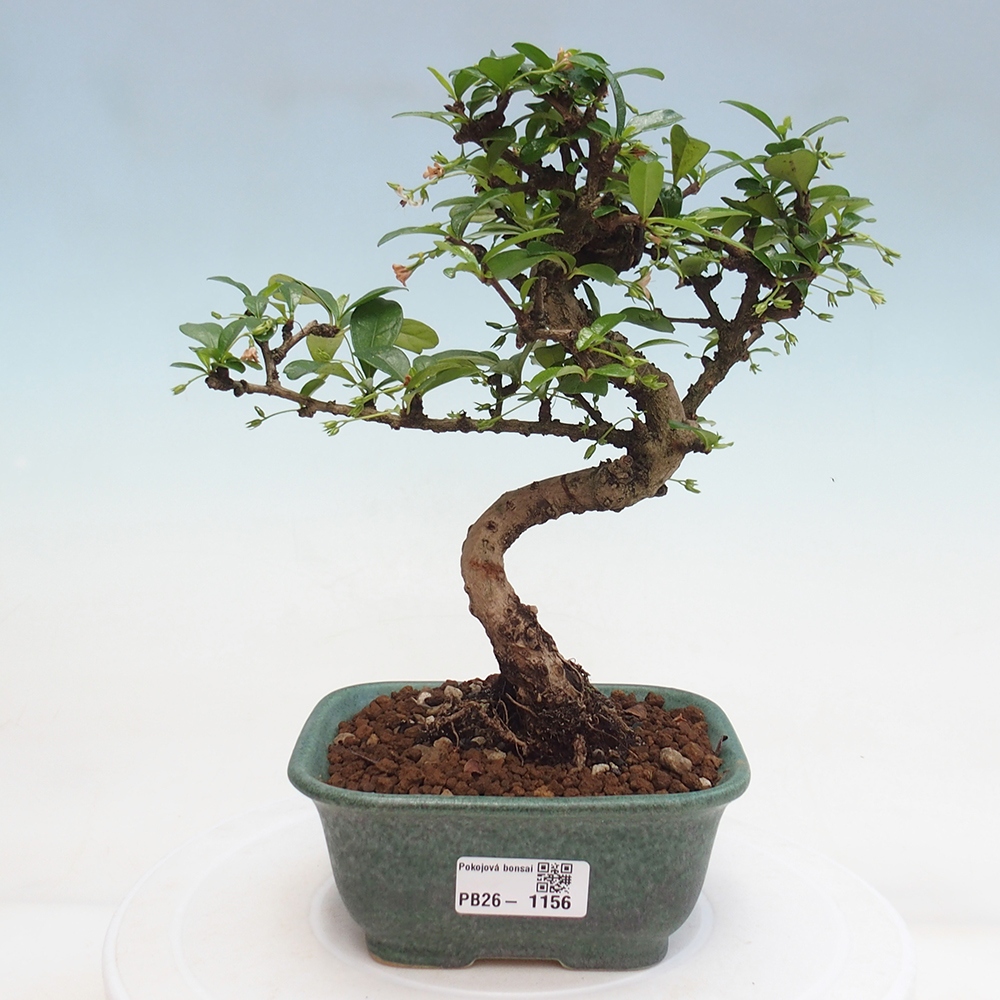 Bonsai pokojowe - Carmona macrophylla - Tea fuki