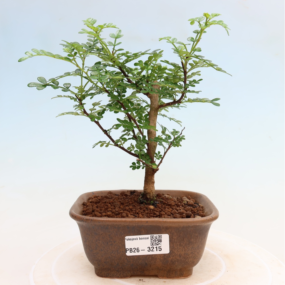 Pokój bonsai - Zantoxylum piperitum - drzewo pieprzowe