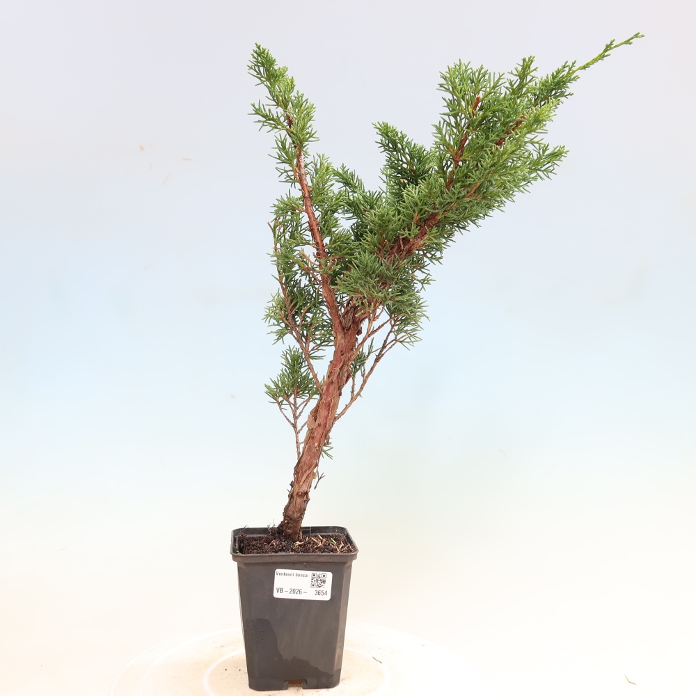 Outdoor bonsai - Juniperus chinensis Kishu