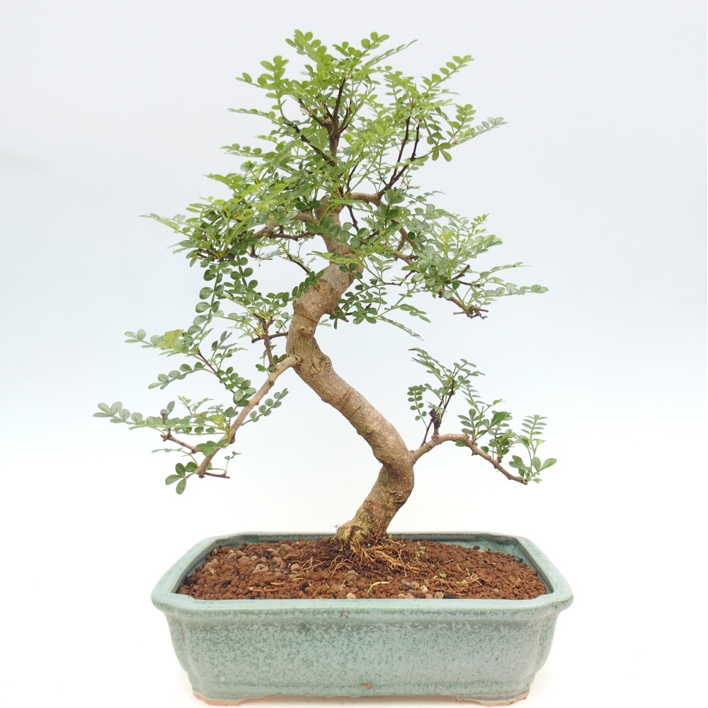 Pokój bonsai - Zantoxylum piperitum - drzewo pieprzowe