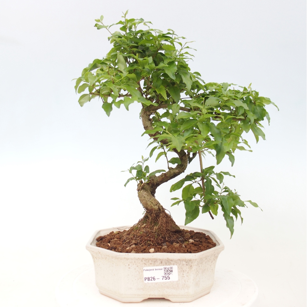 Indoor bonsai -Ligustrum chinensis - dziób ptaka