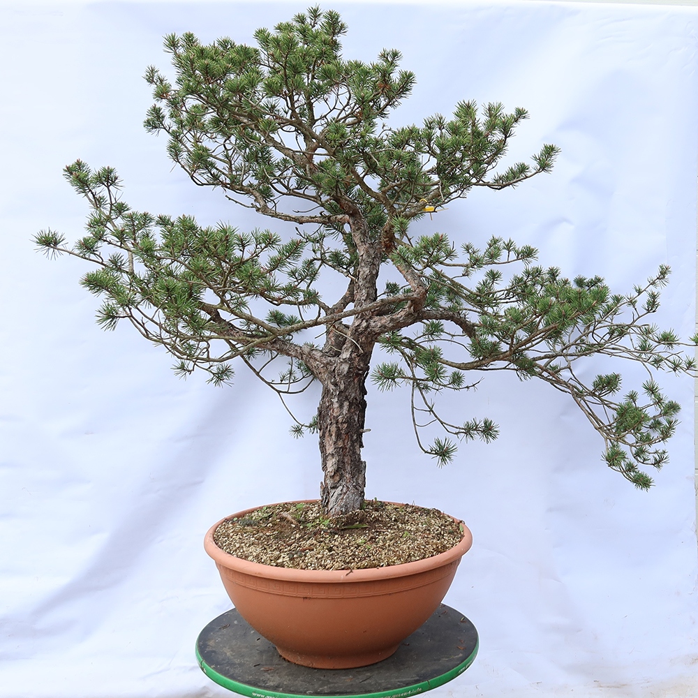 Pinus sylvestris Hiszpania – sosna zwyczajna