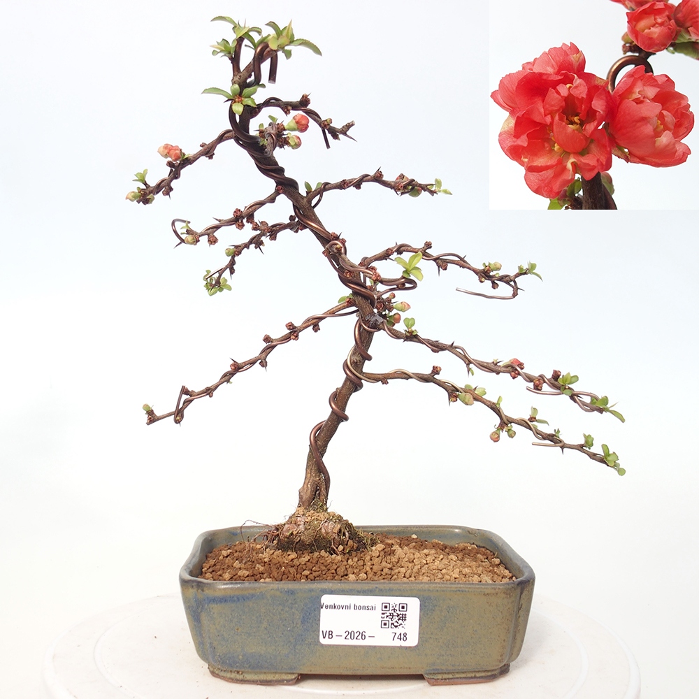 Outdoor bonsai - Chaneomeles s. Red Joy - Pigwa