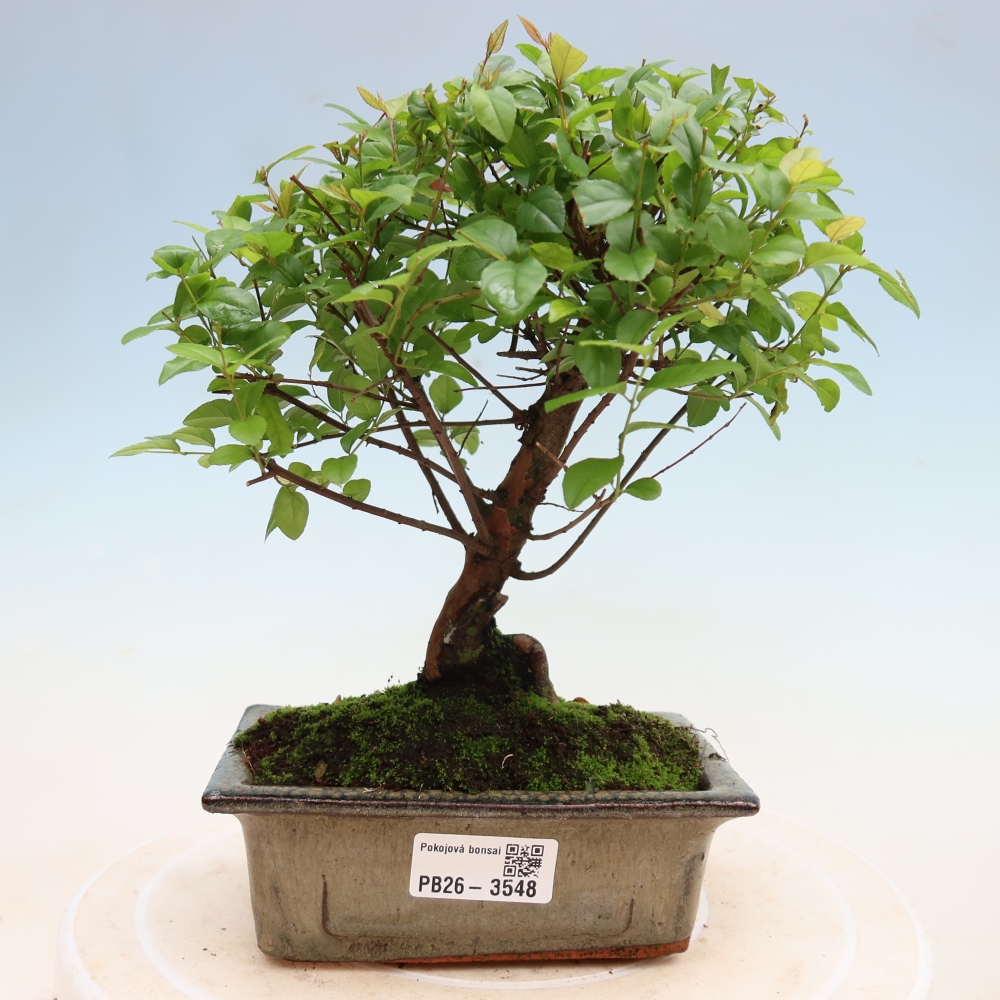 Bonsai pokojowe - Sageretia thea - Sageretia thea