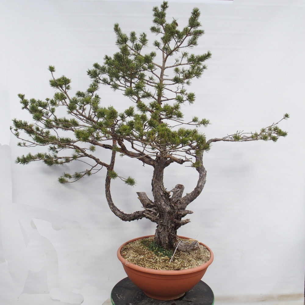 Yamadori - Pinus sylvestris Hiszpania
