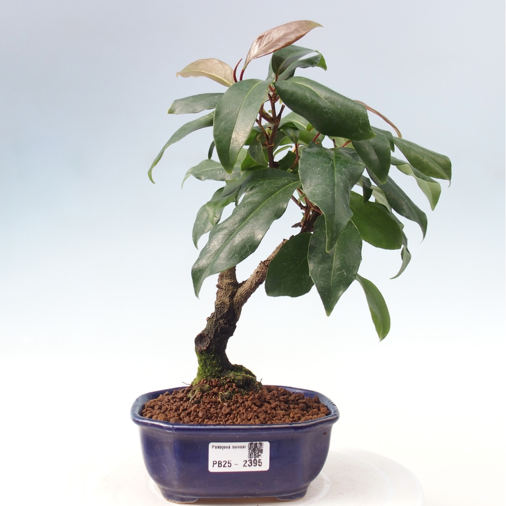 Bonsai do wnętrz- Kadsura japonica 