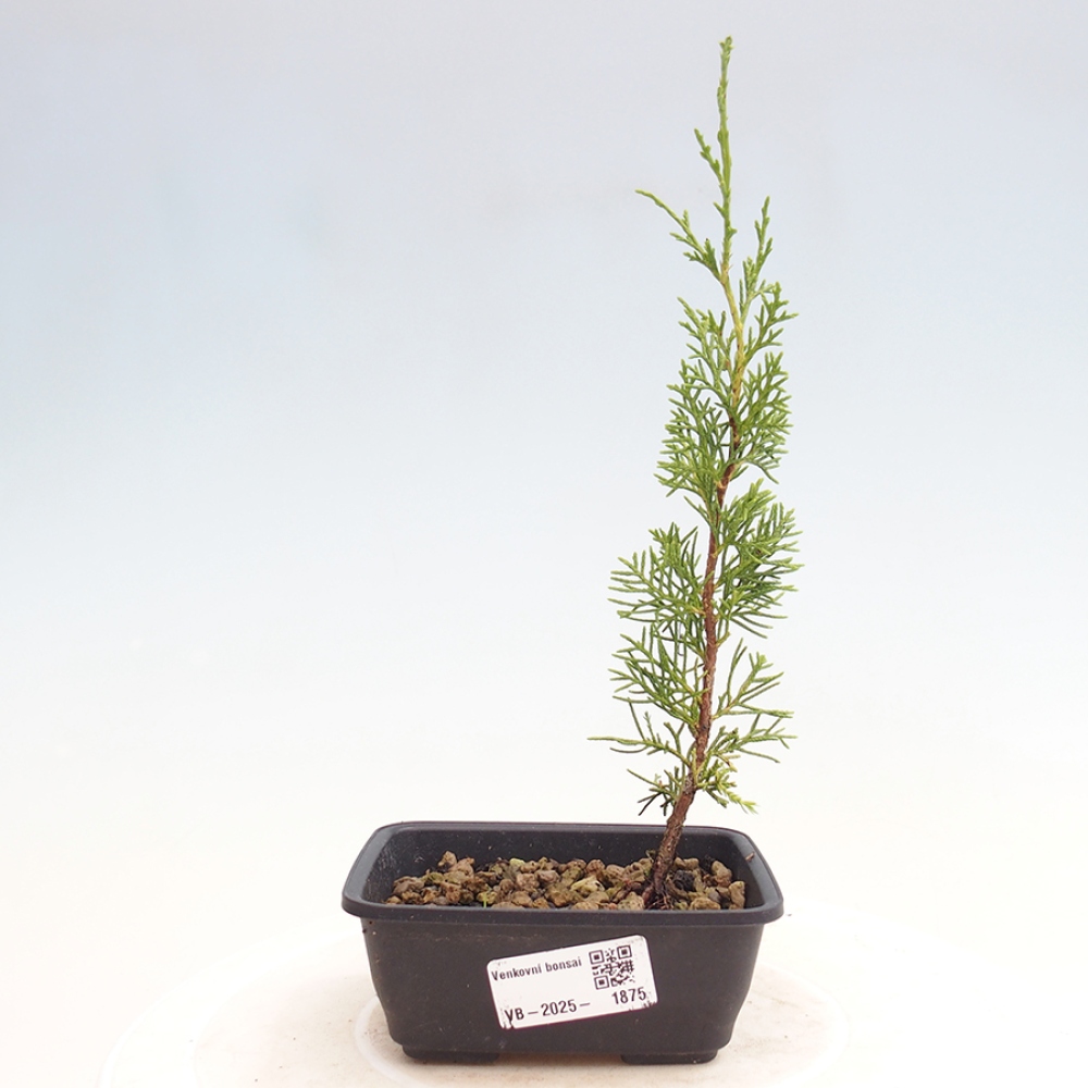 Outdoor bonsai - Juniperus chinensis Itoigawa - Jałowiec chiński