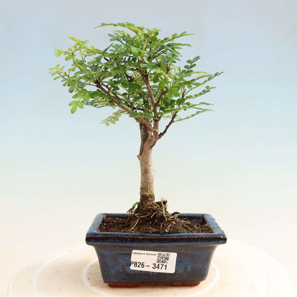Pokój bonsai - Zantoxylum piperitum - drzewo pieprzowe