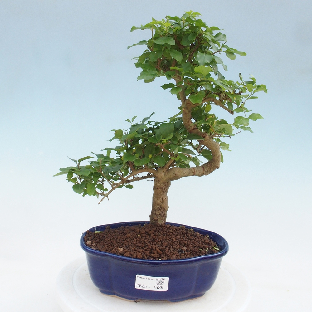 Indoor bonsai -Ligustrum chinensis - dziób ptaka