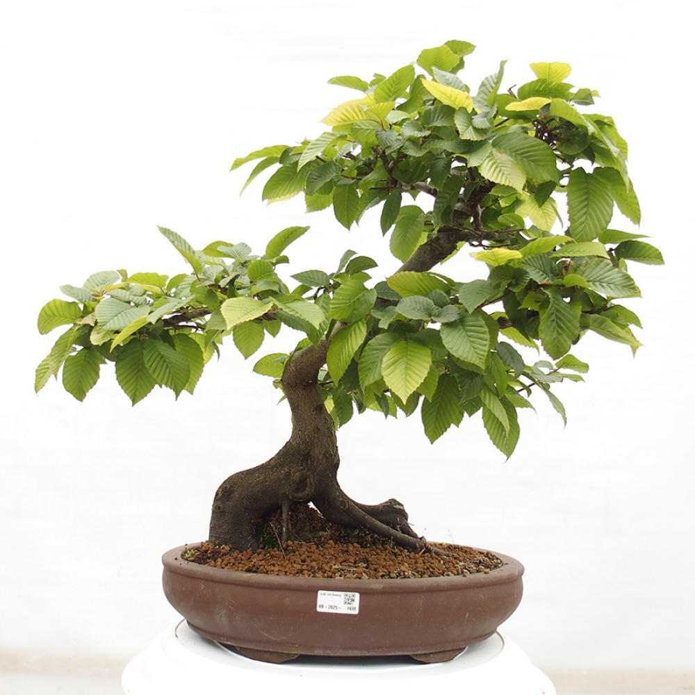 Bonsai zewnętrzne - Grab - Carpinus betulus