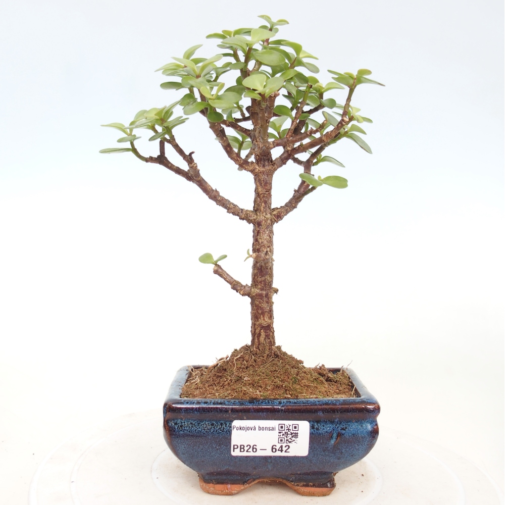 Pokój bonsai - Portulakaria Afra - Tlustice