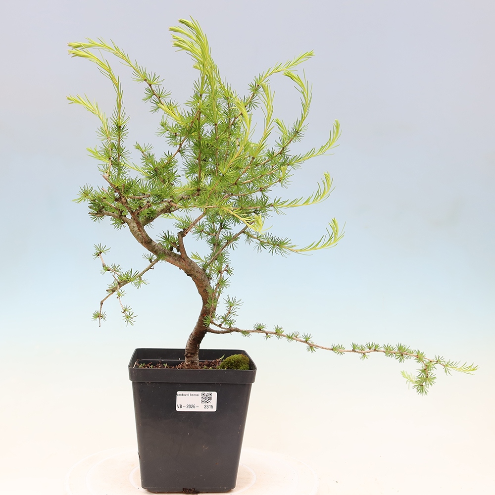 Bonsai zewnętrzne - Larix decidua - Modrzew