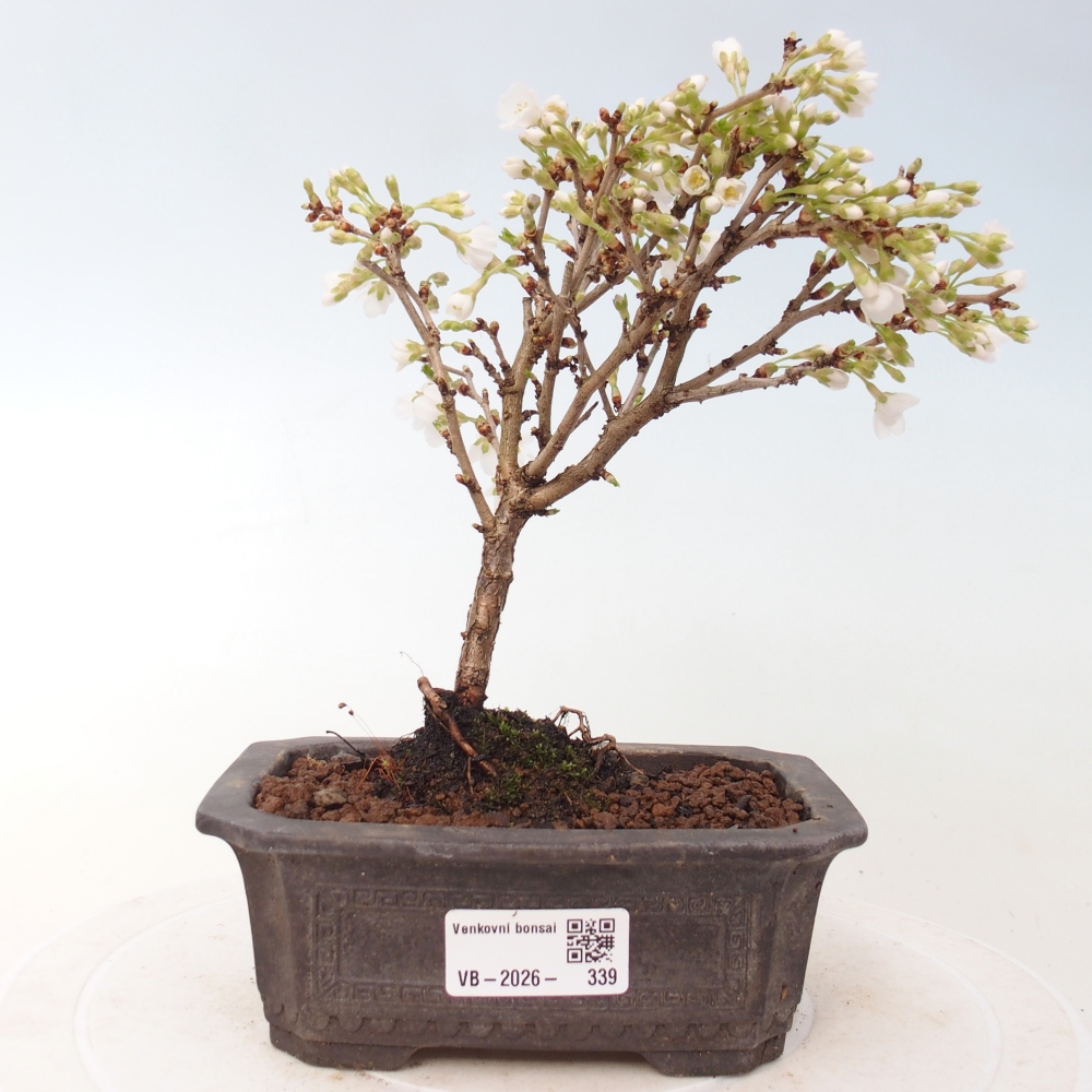 Outdoor bonsai - Prunus incisa Kojou-no mai-Plivon wycięty