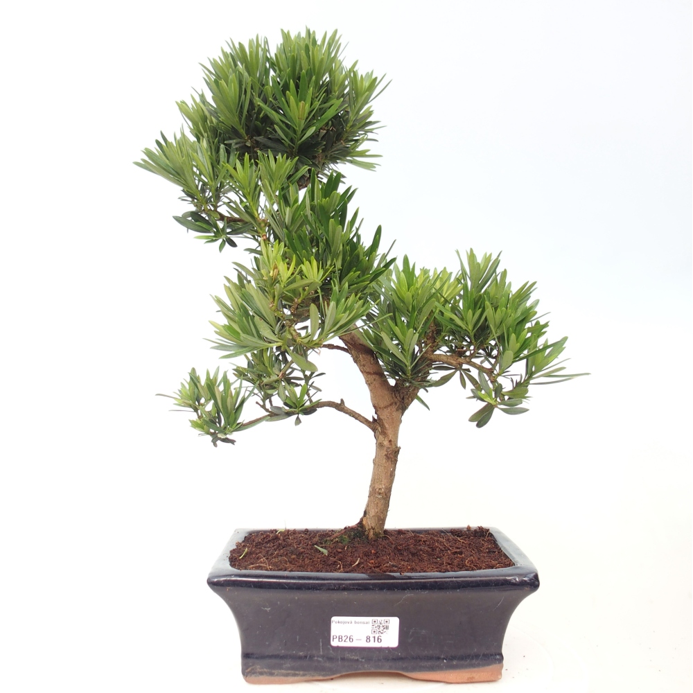 Pokój bonsai - Podocarpus - Kamienny cis