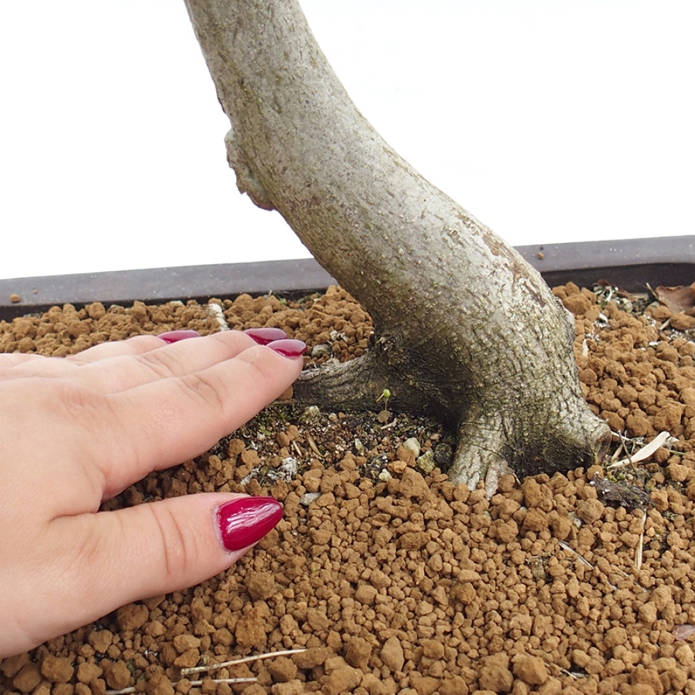 Bonsai zewnętrzne - Grab - Carpinus betulus