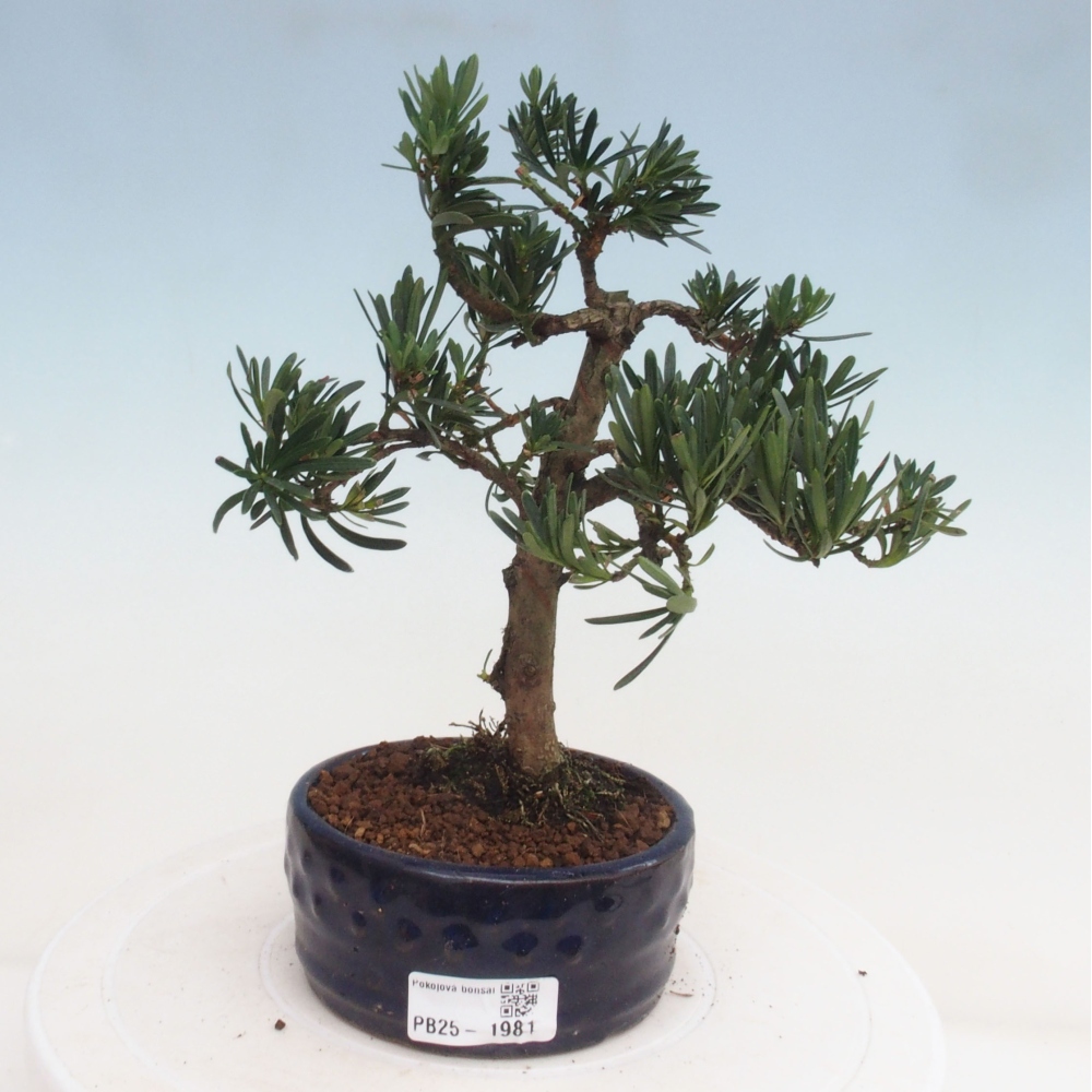 Kryty bonsai - Podocarpus - Kamień tys