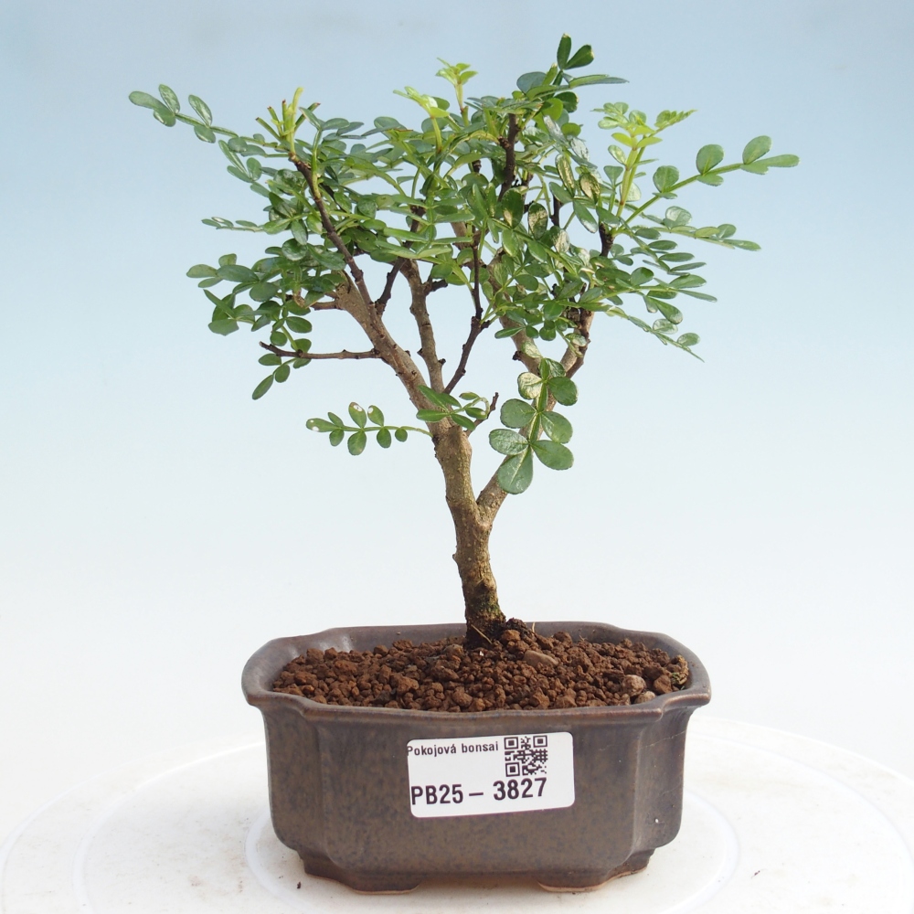 Pokój bonsai - Zantoxylum piperitum - Drzewo pieprzowe PB220935