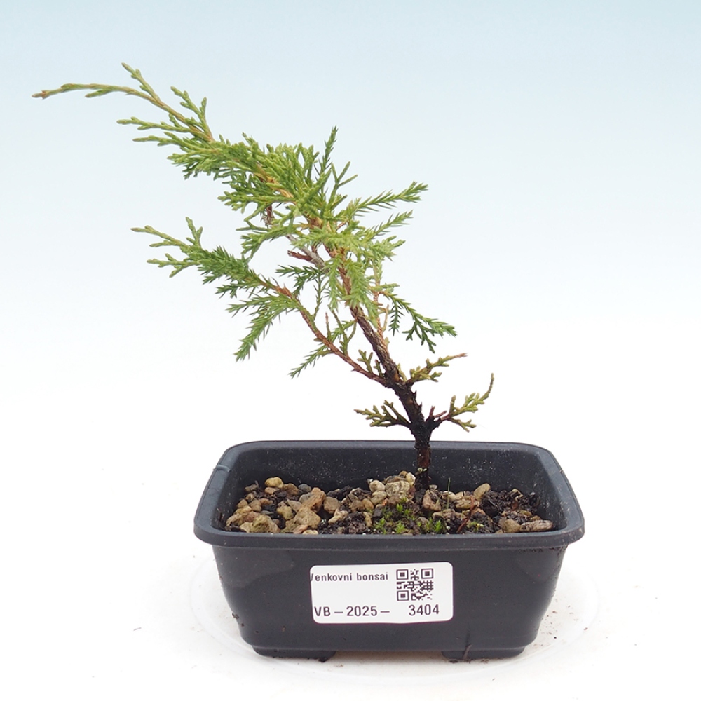 Outdoor bonsai - Juniperus chinensis Itoigawa