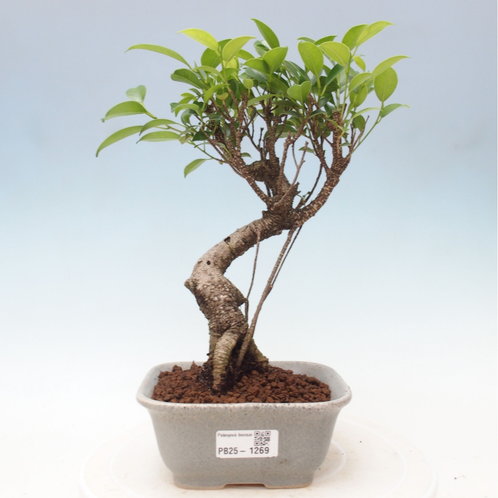 Indoor bonsai - Ficus retusa - figowiec drobnolistny