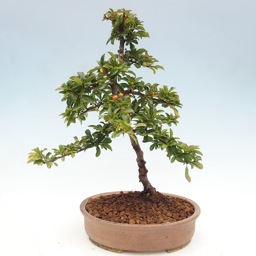 Outdoor Bonsai-Pyracanta Teton-Piekarnia