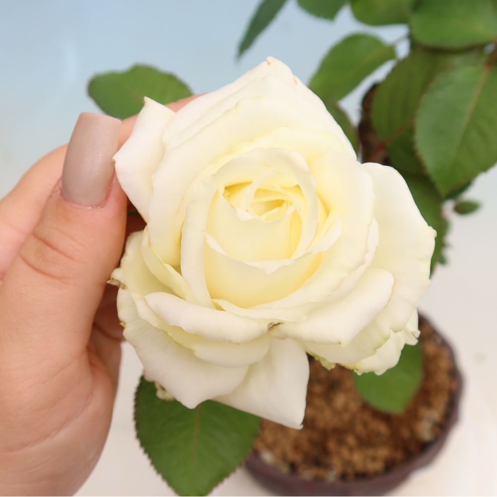 Bonsai ogrodowe – Rosa Kordes – róża