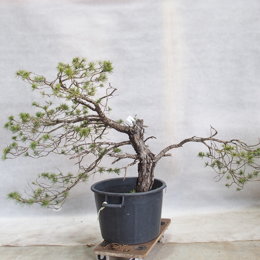 Yamadori - Pinus sylvestris 