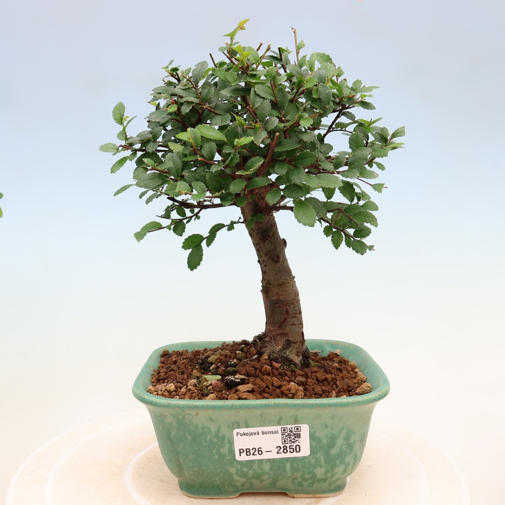 Pokój bonsai - Ulmus parvifolia - Wiąz drobnolistny
