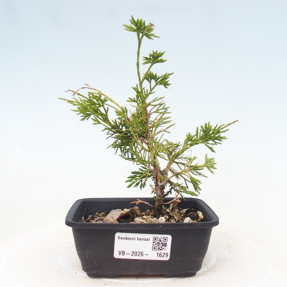 Outdoor bonsai - Juniperus chinensis Itoigawa