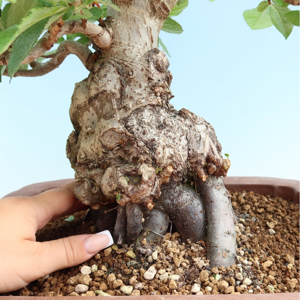 Bonsai ogrodowe – Photinia villosa