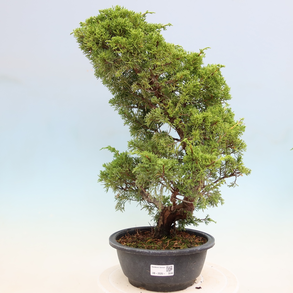 Bonsai ogrodowe – Juniperus chinensis Itoigawa – jałowiec chiński