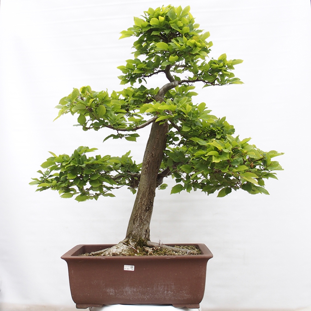 Bonsai zewnętrzne - Grab - Carpinus betulus