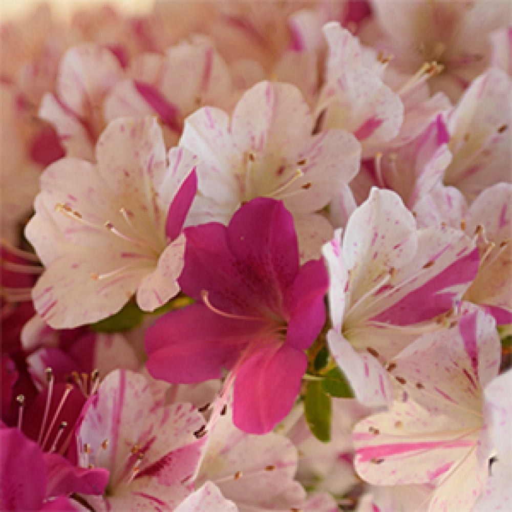 Bonsai zewnętrzne - Azalia japońska - Azalia Kaminoyamakirin