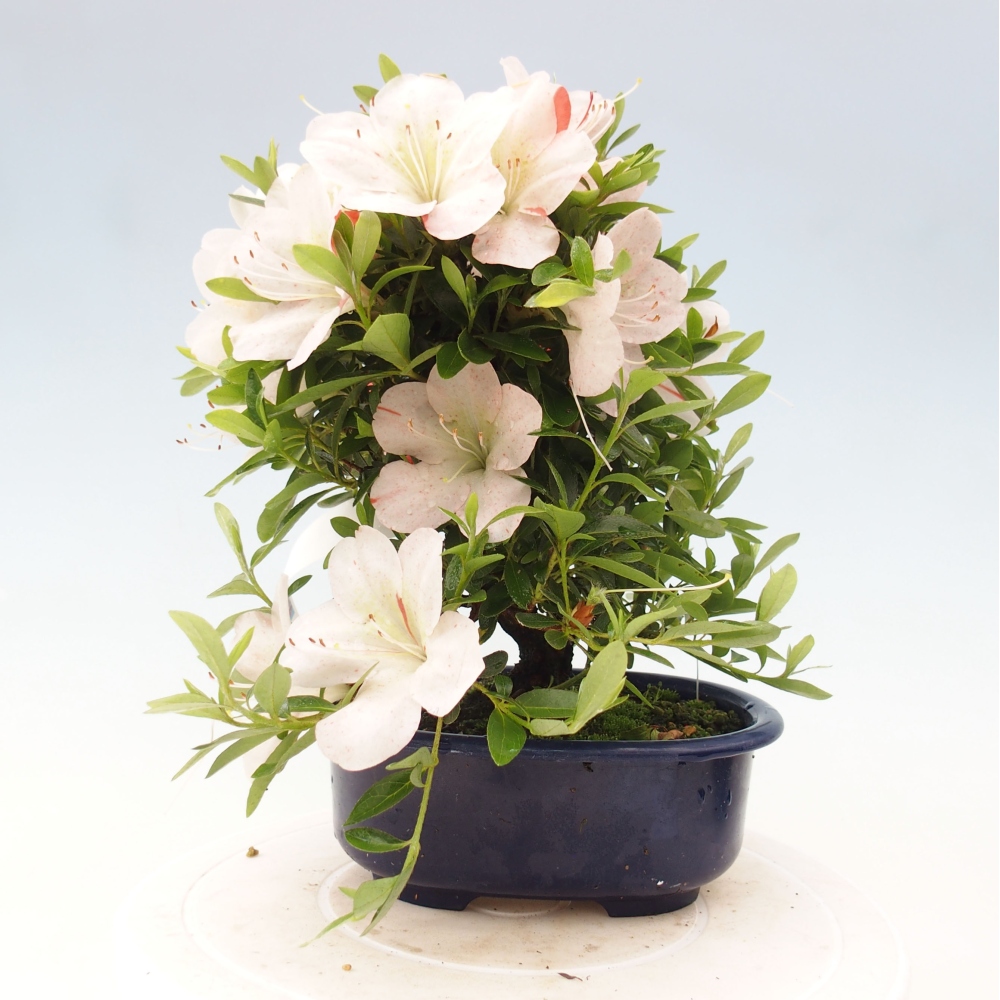 Bonsai ogrodowe - azalia japońska - Azalea Asazakura