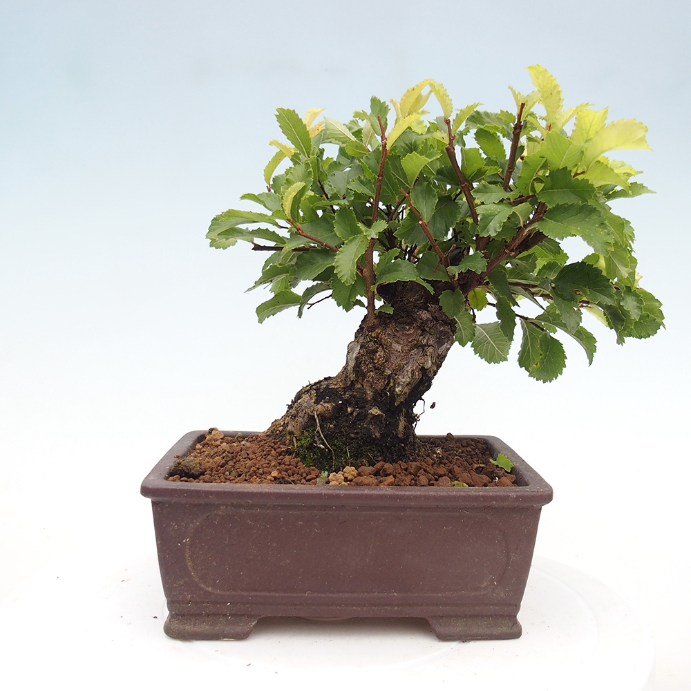 Bonsai zewnętrzne - Zelkova - Zelkova NIRE