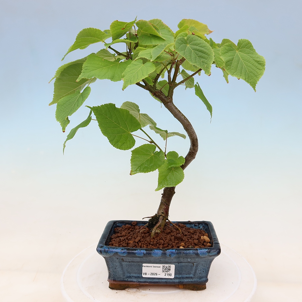 Bonsai ogrodowe – Lipa sercowata – Tilia cordata