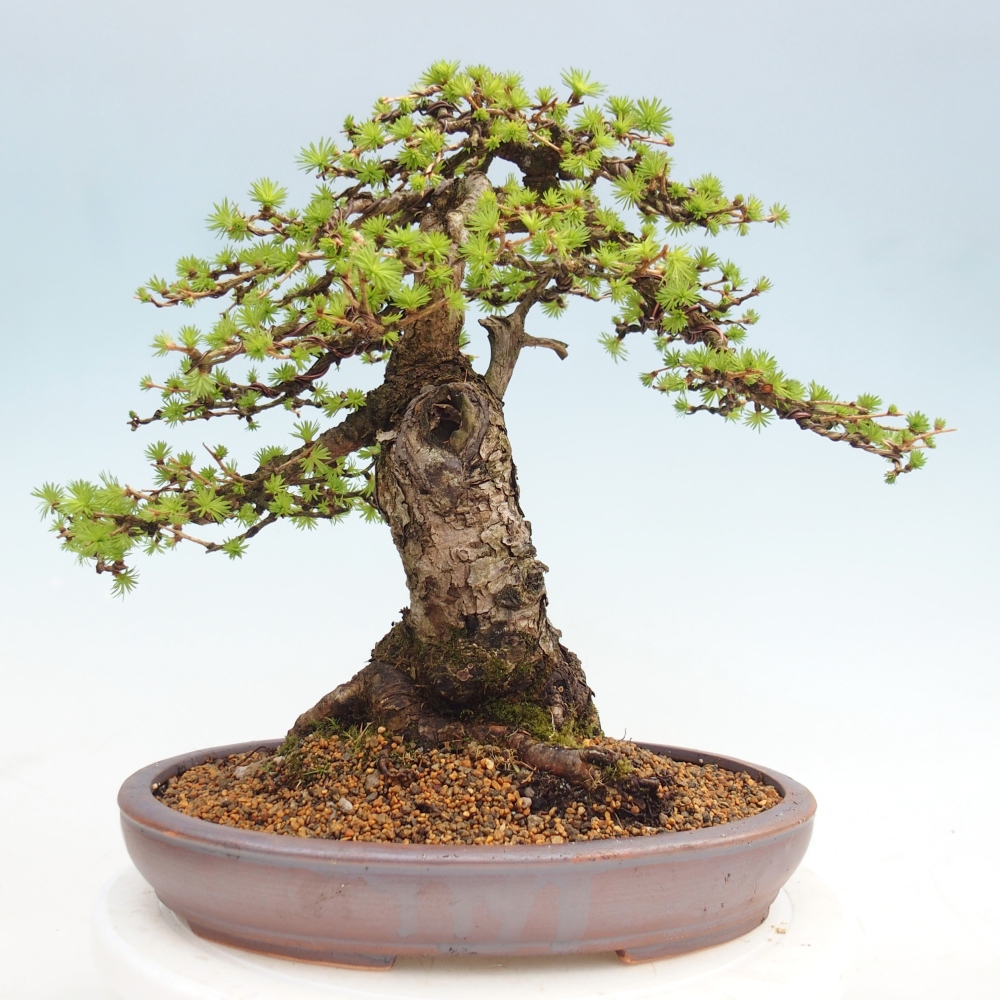 Outdoor bonsai - Larix decidua - Modrzew