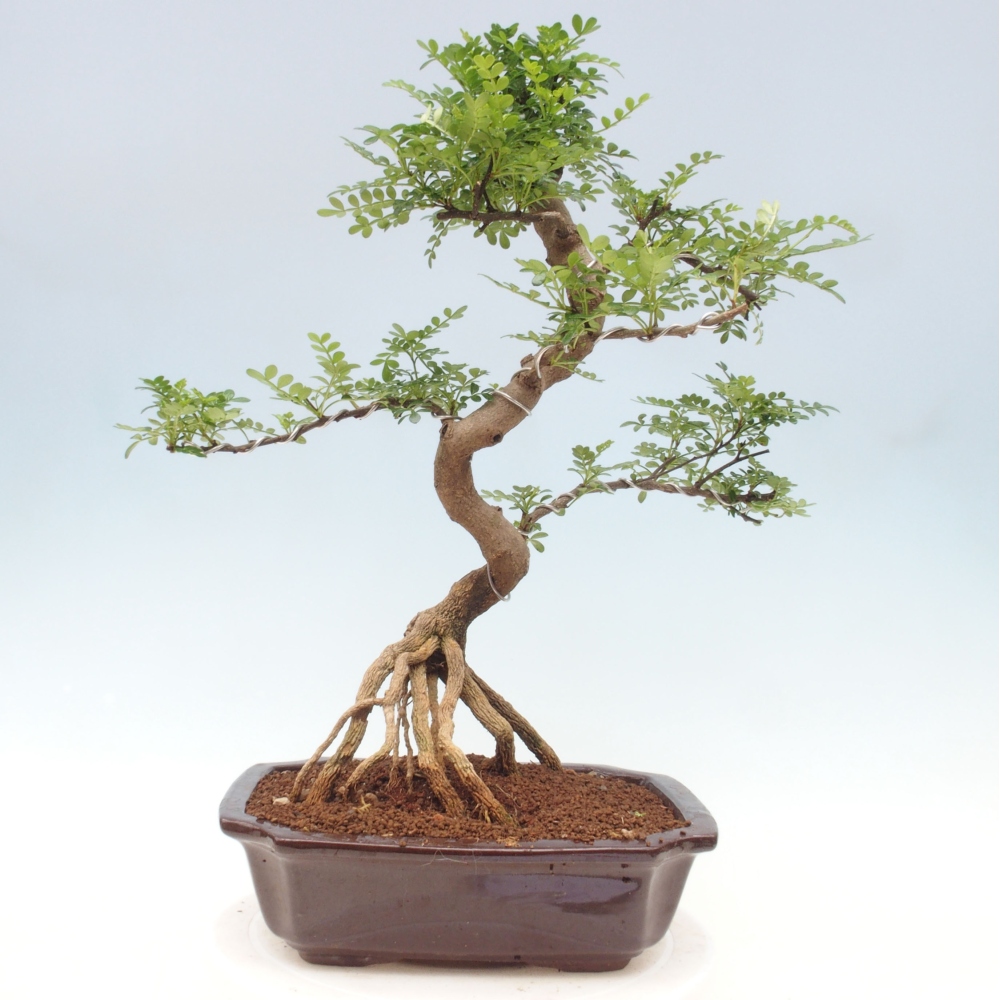 Bonsai do wnętrz - Zantoxylum piperitum - Mięta pieprzowa