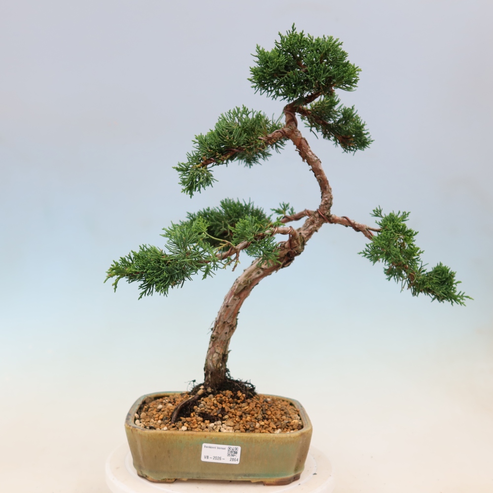 Outdoor bonsai - Juniperus chinensis Kishu