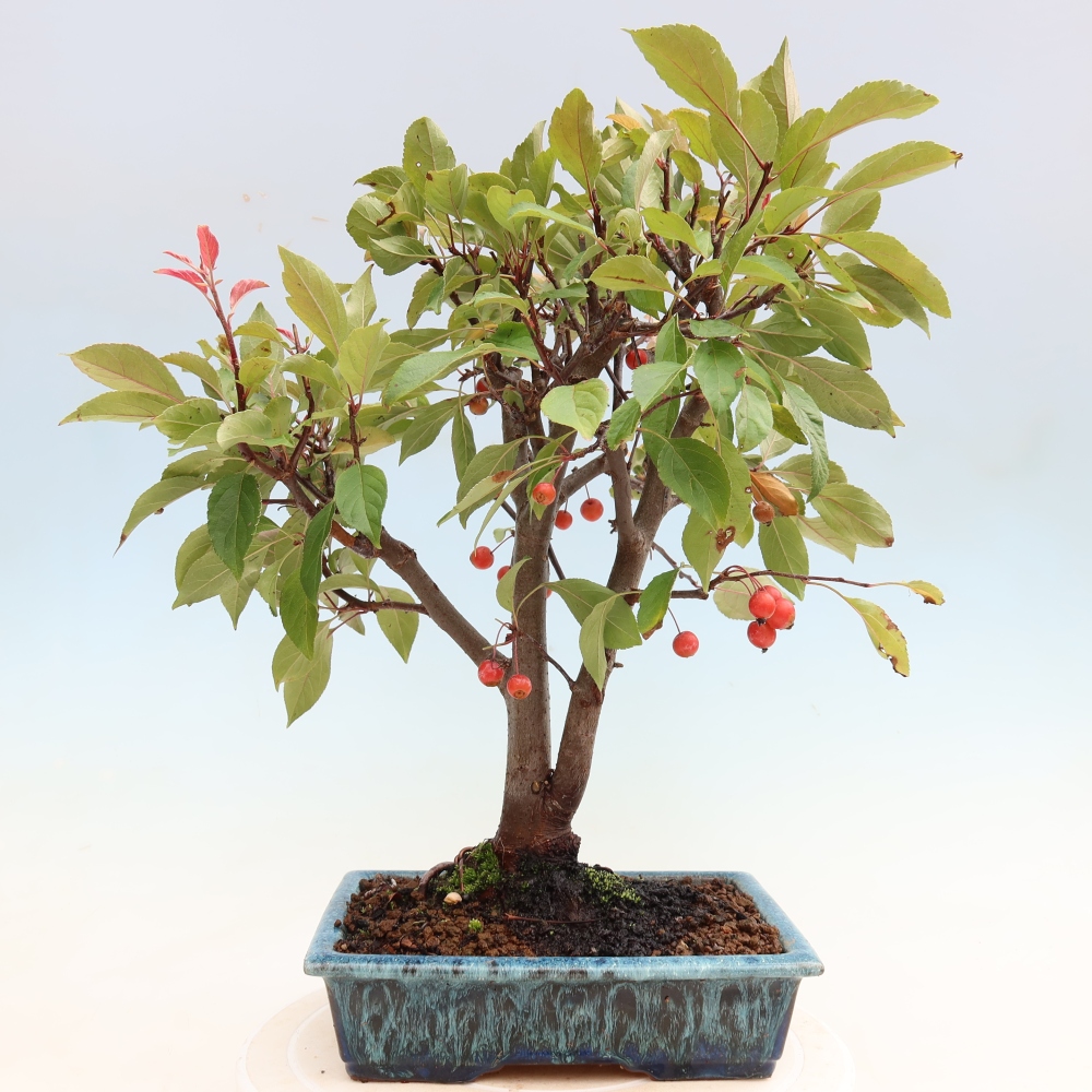 Outdoor bonsai - Malus domestica - Jabłoń czerwonolistna o małych owocach