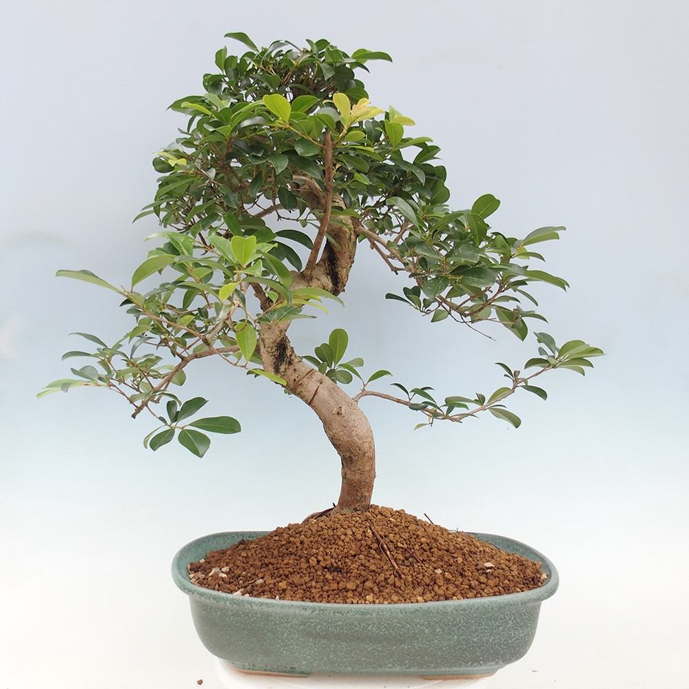 Bonsai pokojowe - Wiśnia australijska - Eugenia uniflora - WYŁĄCZNIE ODBIÓR OSOBISTY lub transport paletowy