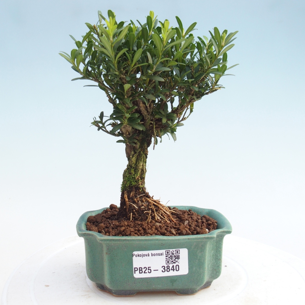 Pokój bonsai - Buxus harlandii - buxus korkowy