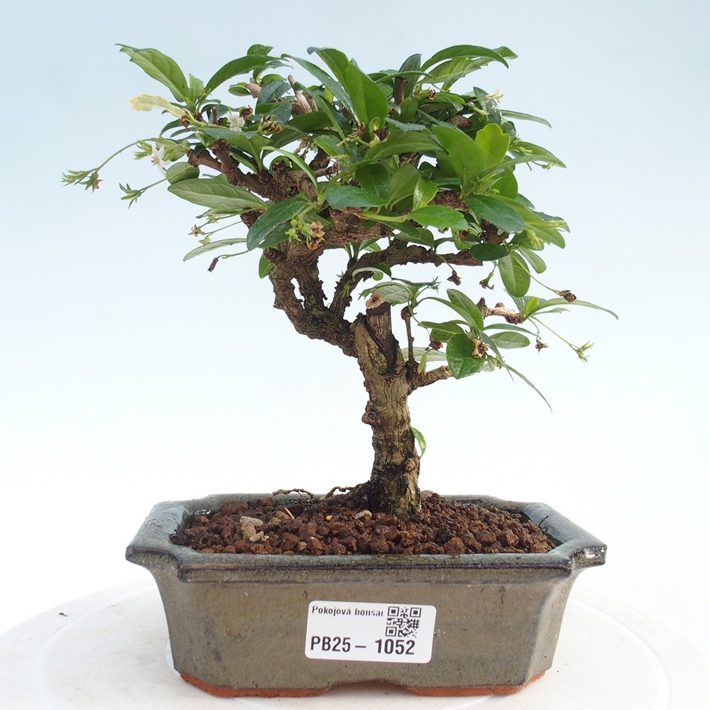 Bonsai wewnętrzne - Carmona makrophylla - Herbata Fuki
