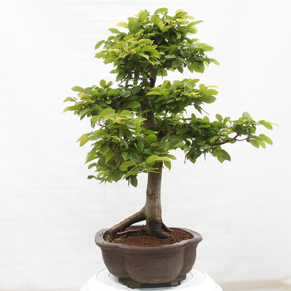 Bonsai zewnętrzne - Grab - Carpinus betulus