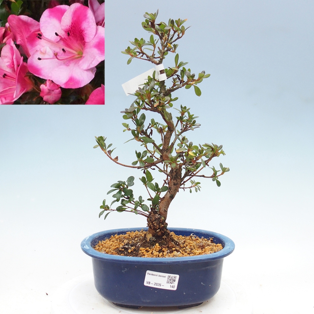 Bonsai zewnętrzne - Azalia japońska - Azalia Kobai